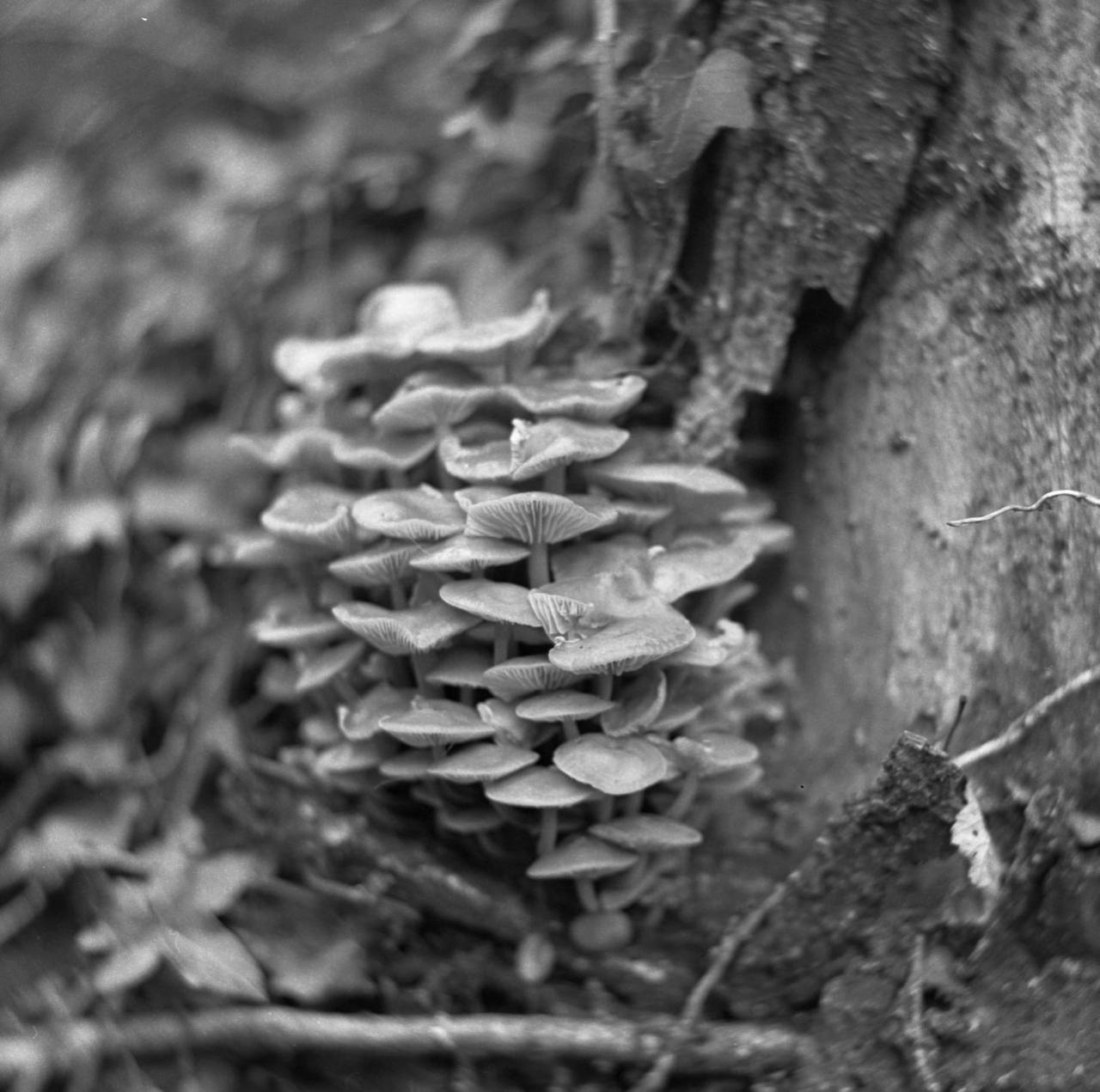 Monolens Petzval 104mm f/3 Tilt-Swirl IRIS Monolens Petzval 104mm f/3 Tilt-Swirl IRIS