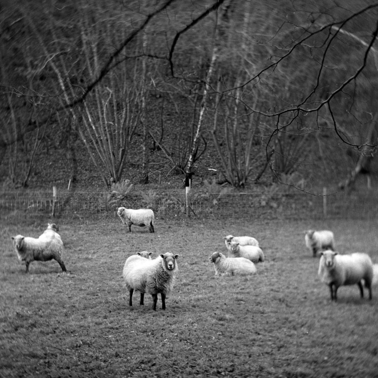 Monolens Petzval 104mm f/3 Tilt-Swirl IRIS Monolens Petzval 104mm f/3 Tilt-Swirl IRIS